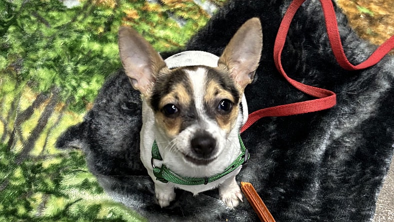 Duke Ellington - Jack Russell Terrier