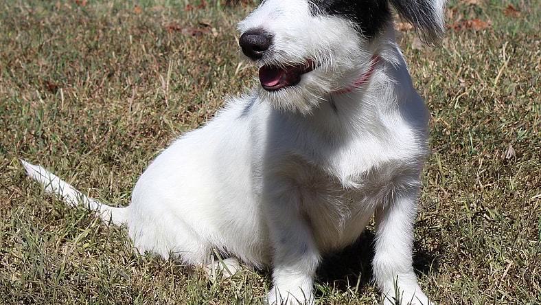 Jenny Craig 42565 - Terrier