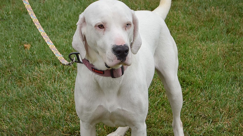 Sugar - Yellow Labrador Retriever