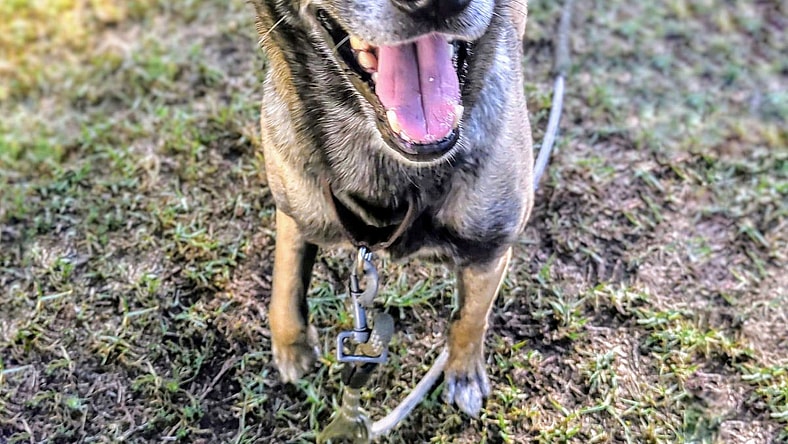 Felicia - Belgian Shepherd Malinois
