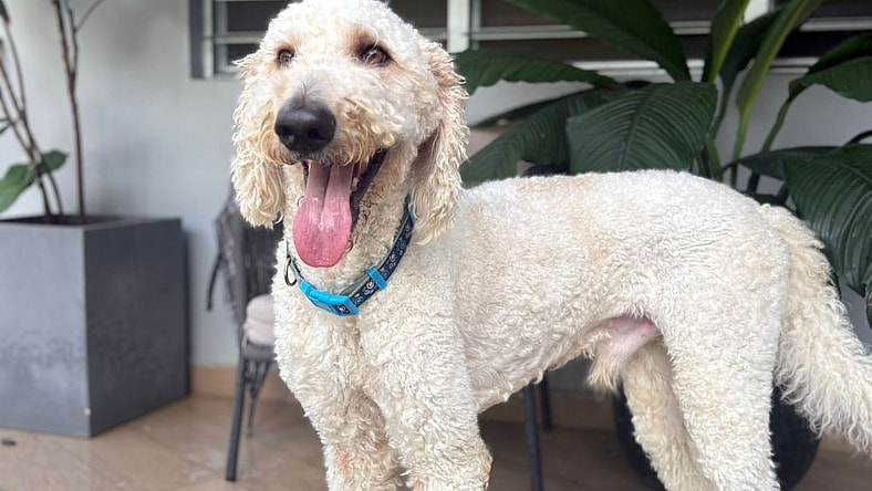 Bruno - Poodle (Standard)