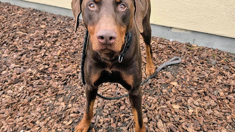 Chef - Doberman Pinscher