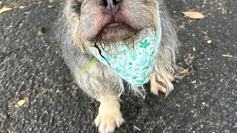 MORTY - French Bulldog