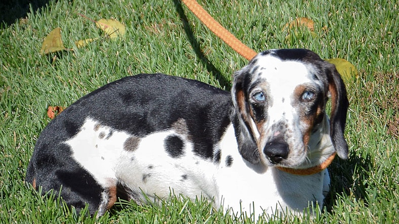 Wagoner - Dachshund