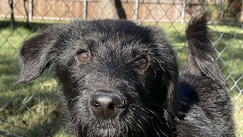 Shadow - Labrador Retriever