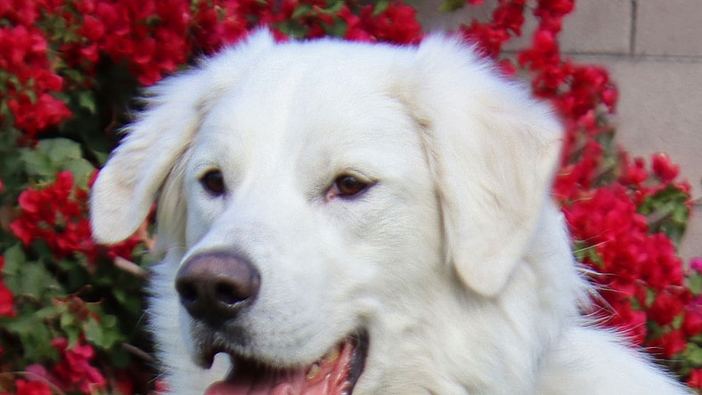 Belle - Golden Retriever