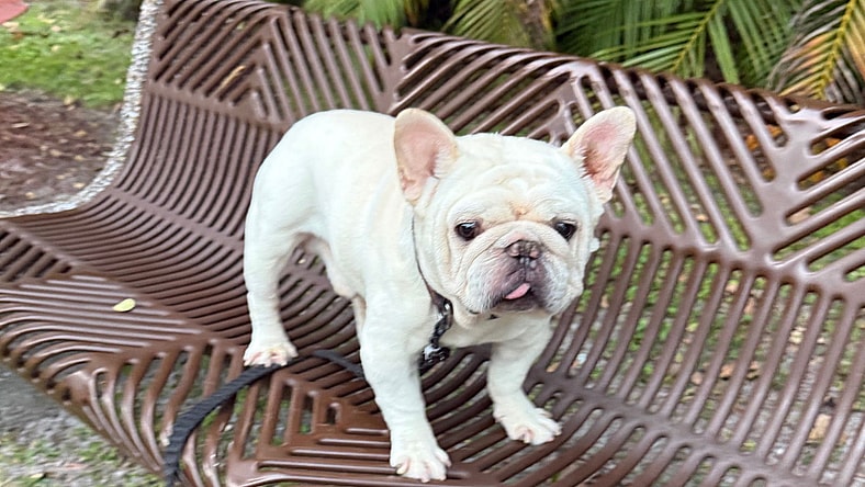 Gordo - French Bulldog