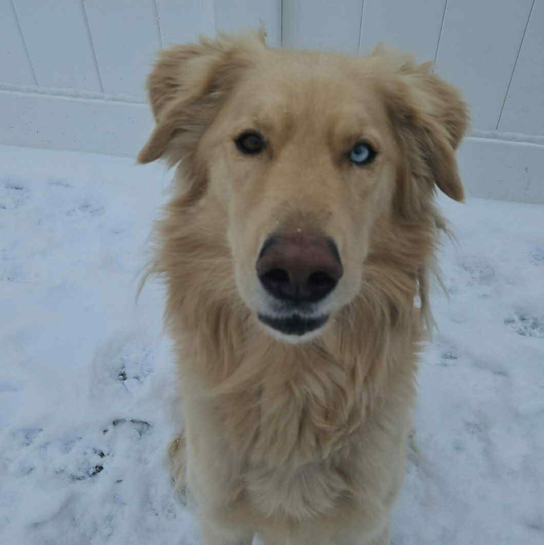 Donner - Golden Retriever