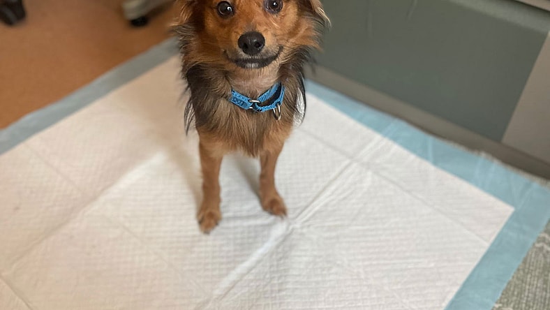 Nick - Chihuahua