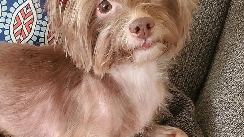 Mollie - Yorkshire Terrier Yorkie