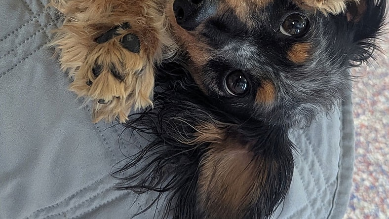 Smokey in TN - Dachshund