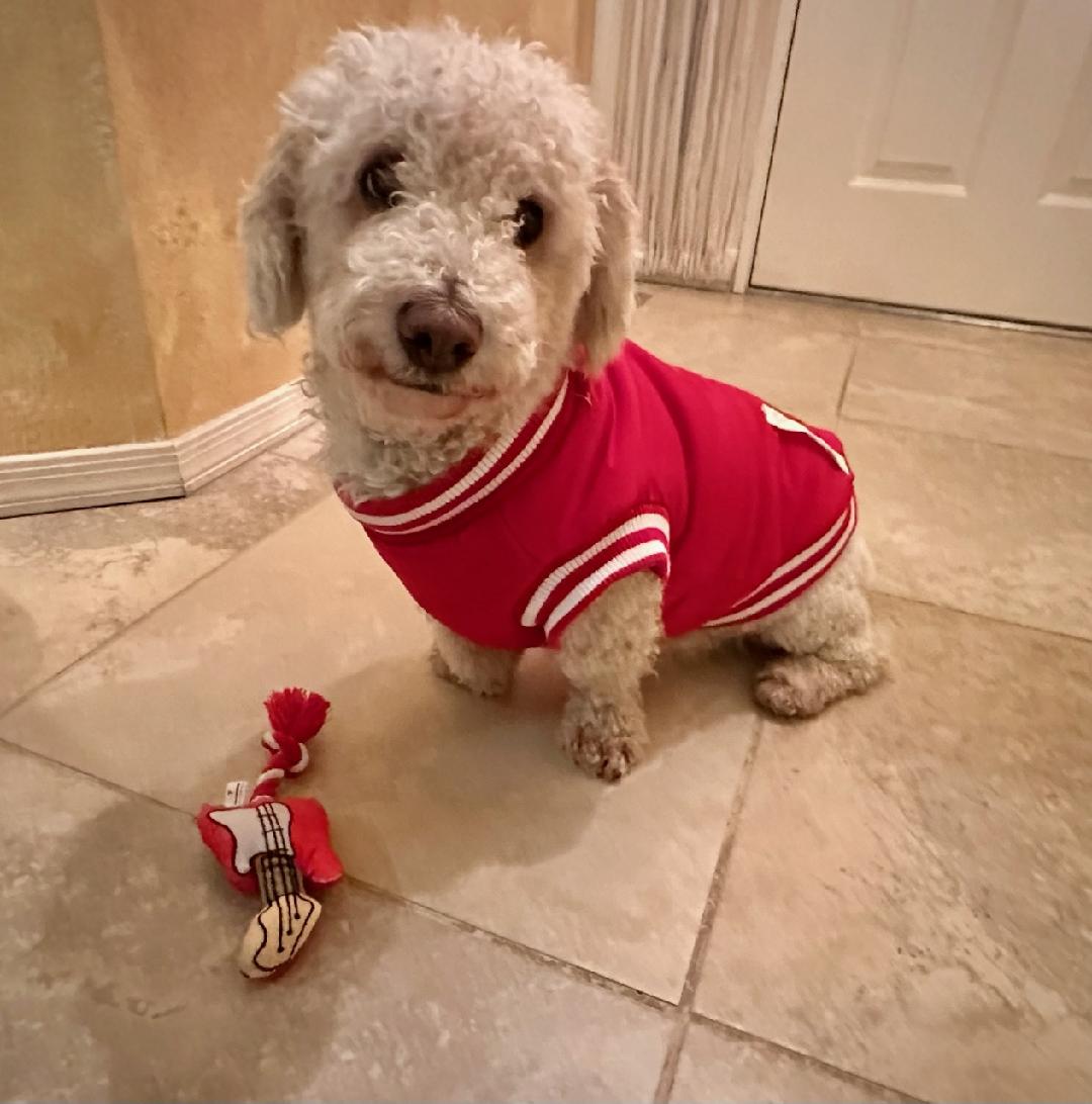Seriously SWEET Mr Senso-Ji ~ DoxieDoodle - Dachshund