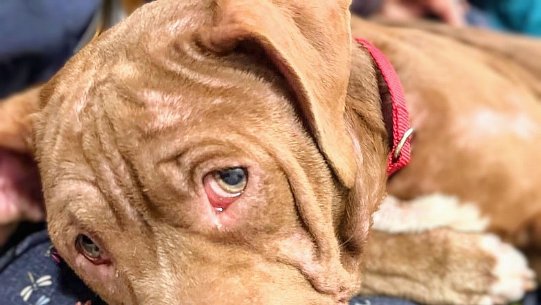 Yam - Pit Bull Terrier