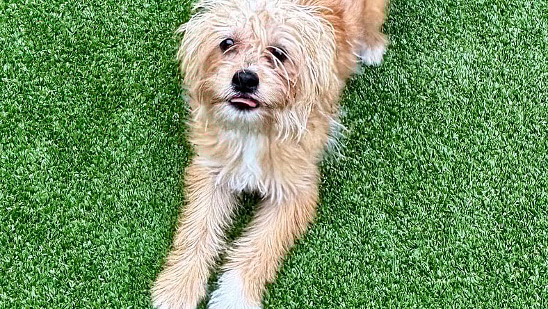 Milo - Yorkshire Terrier Yorkie