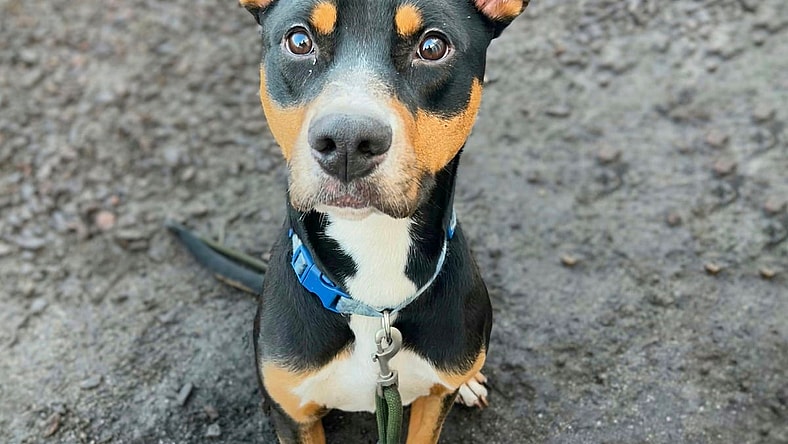 Nibs - Doberman Pinscher