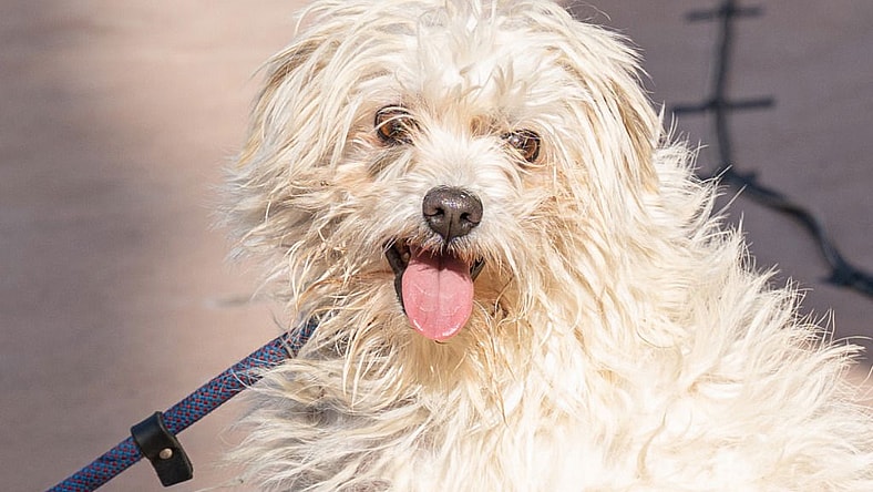 Bo - Special Needs-Foster or Adopt Me! - Terrier