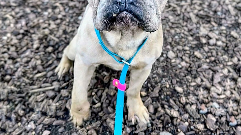 Cardigan - French Bulldog