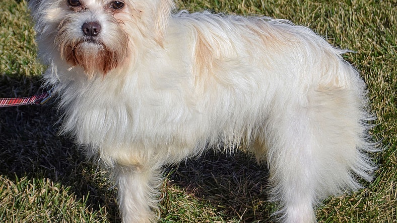 Brinky - Yorkshire Terrier Yorkie