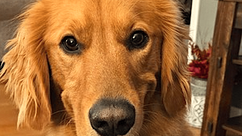 DJ - Golden Retriever