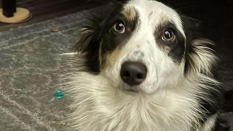 Gretchen Girl - Border Collie