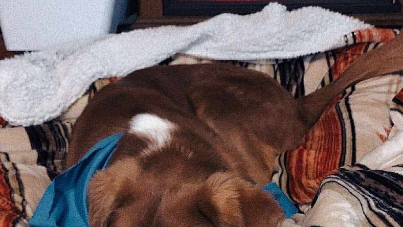 Georgie - Australian Shepherd