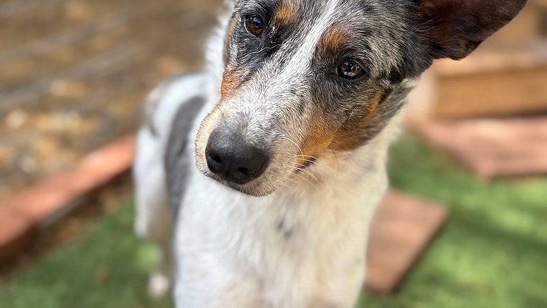 Clover - Australian Cattle Dog/Blue Heeler