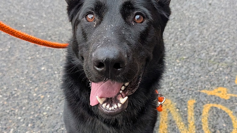 Reese - German Shepherd Dog