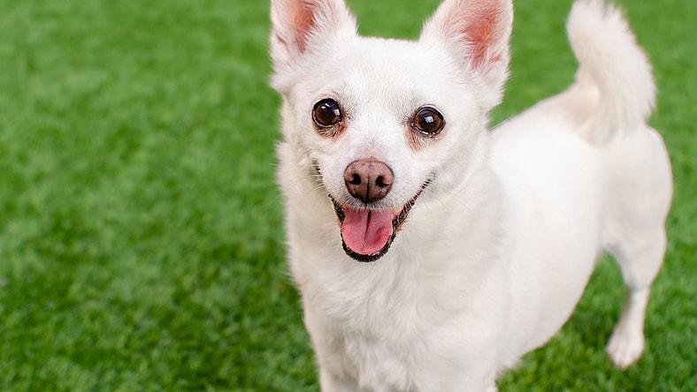 Estelle the Senior! - Chihuahua