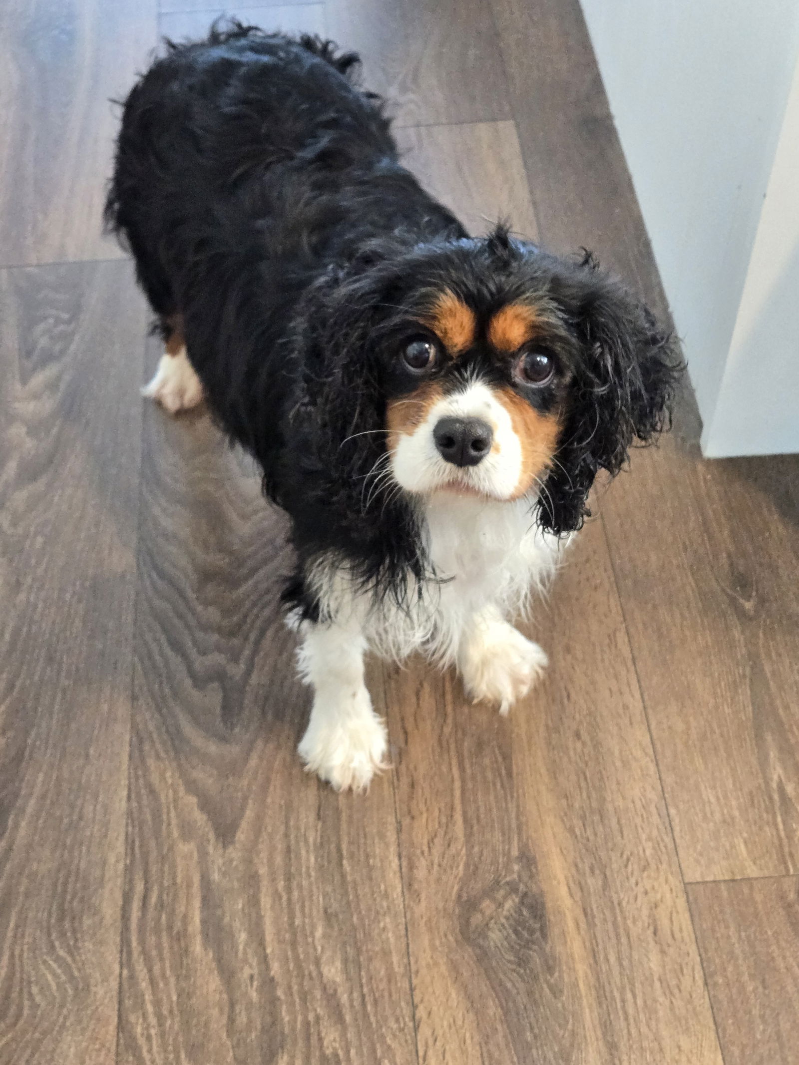 Birdie 4412 - Cavalier King Charles Spaniel