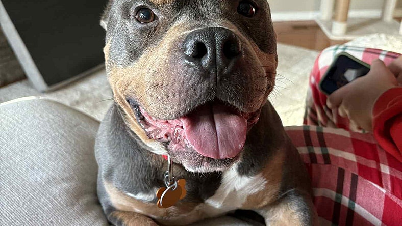 Hemi - American Bulldog