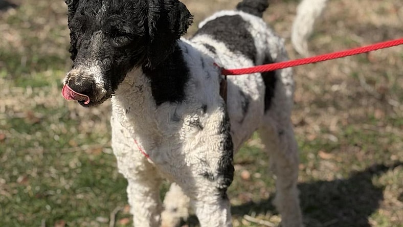 Curly - Poodle (Standard)