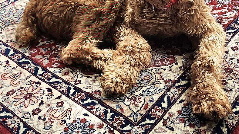 Cheeto - Golden Retriever