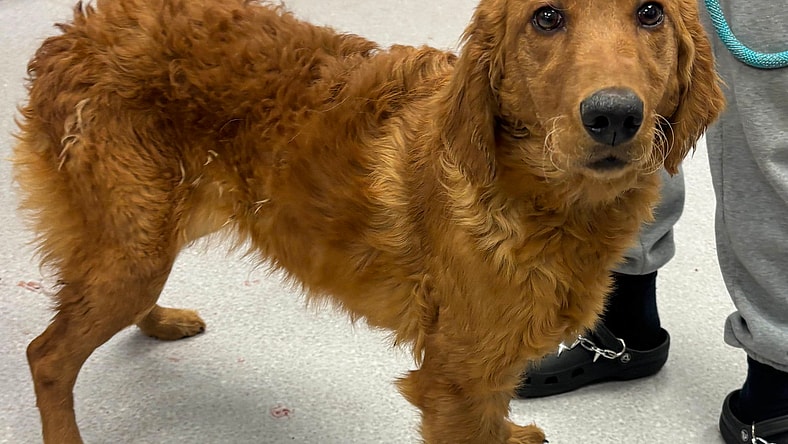 Sunshine - Golden Retriever