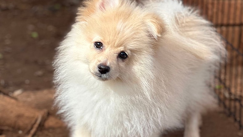 Peanut *Head Tilt - Pomeranian