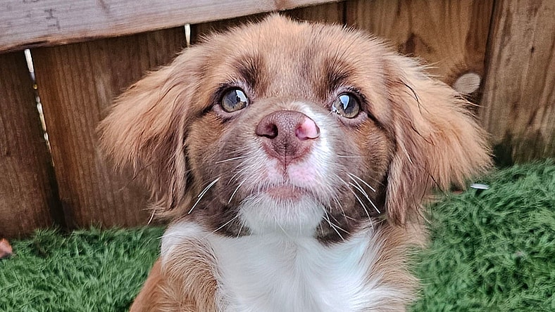 Wilby- such a cutie! - Shih Tzu