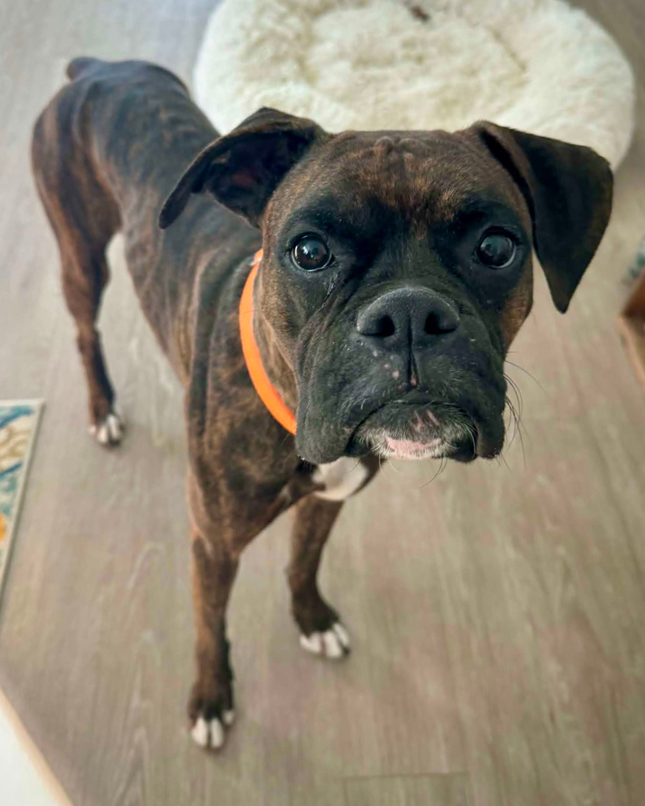 Little Girl (Lil) - Boxer