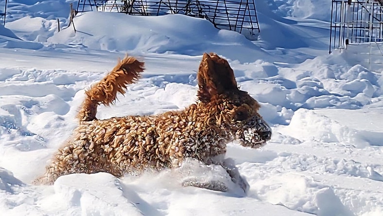 Poppy - Poodle (unknown type)