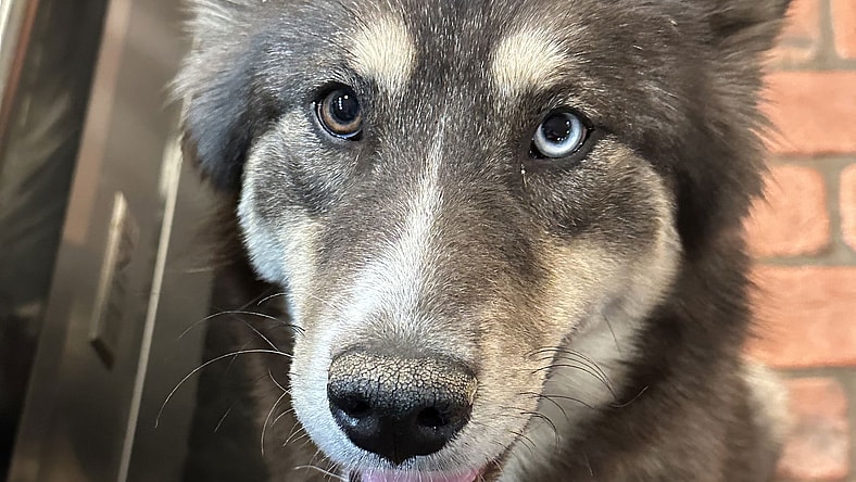 Sable - Siberian Husky