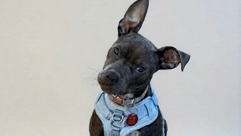 Astra - Pit Bull Terrier