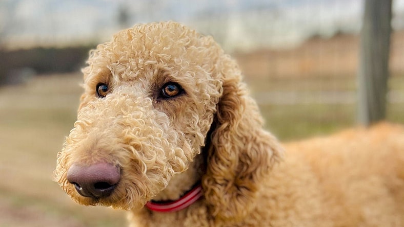 Shy Labradoodle Needs a Patient Hero: Finley Is Looking for the One ...