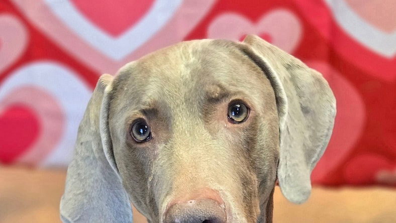 Geist - Weimaraner