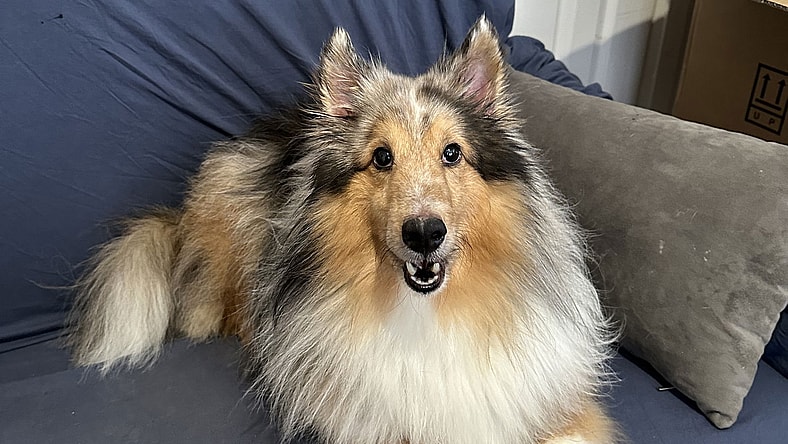 Shelby JC - Shetland Sheepdog Sheltie