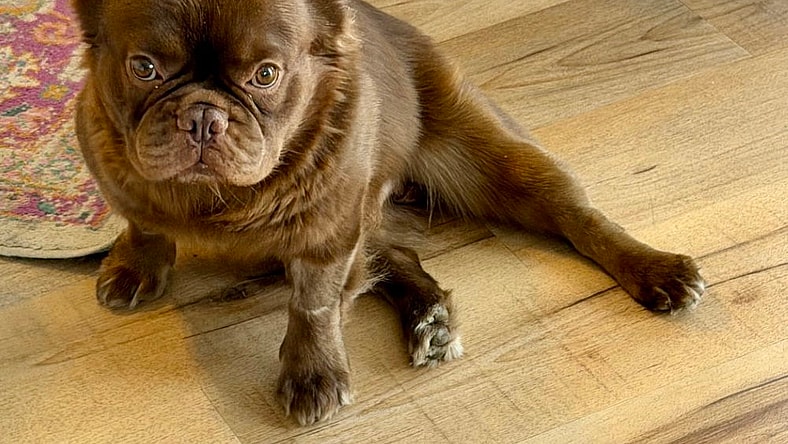 Big Red - French Bulldog