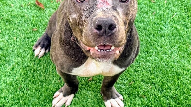 Davey - American Pit Bull Terrier