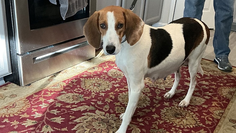 Lola Rose - American Foxhound