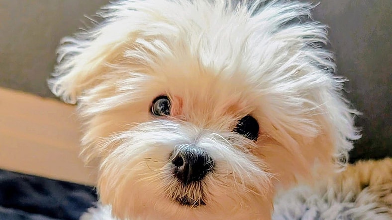 Pippi - Maltese