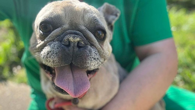 Joy (GA) - French Bulldog