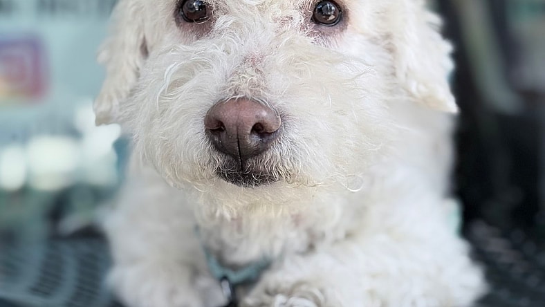 Mochi - Poodle (Miniature)