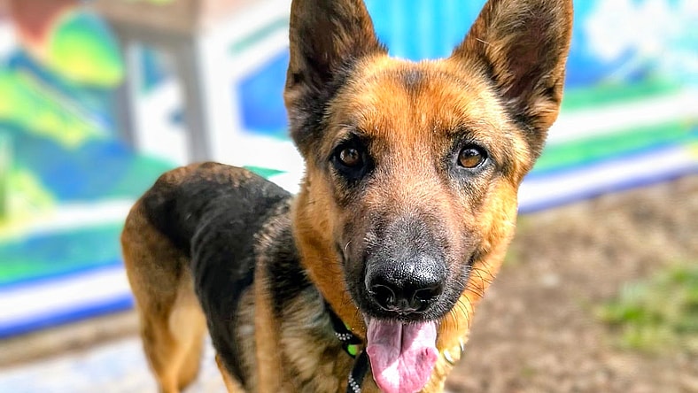 Wallflower - German Shepherd Dog