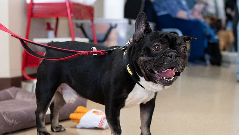 Weezer - French Bulldog